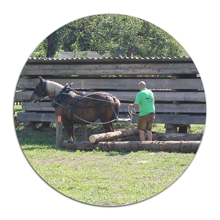 Verein der österreichischen Holzrücker mit Pferden und Freunde des Arbeitspferdes